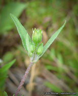 Imagem de Eclipta prostrata (L.) L.