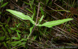 Imagem de Eclipta prostrata (L.) L.