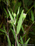 Imagem de Eclipta prostrata (L.) L.