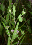 Imagem de Eclipta prostrata (L.) L.