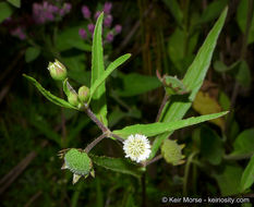 Image of false daisy