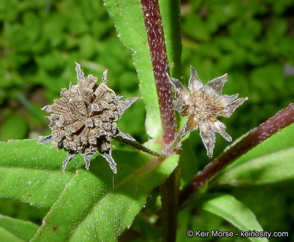 Imagem de Eclipta prostrata (L.) L.