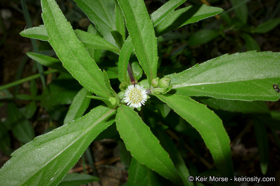 Image of false daisy