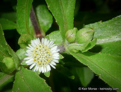 Imagem de Eclipta prostrata (L.) L.