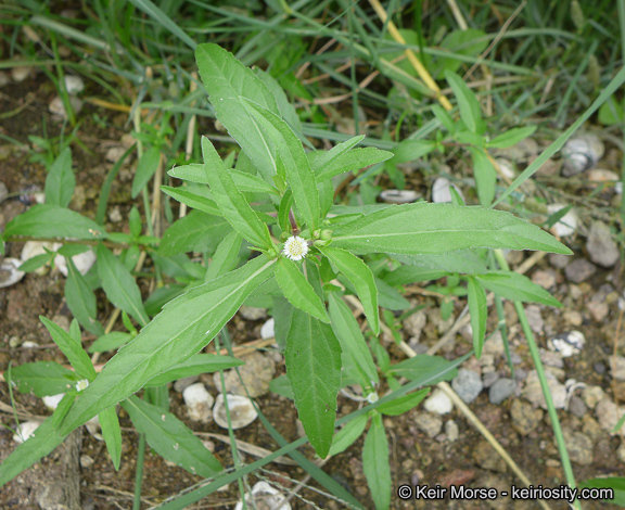 Imagem de Eclipta prostrata (L.) L.