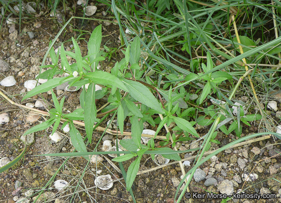 Imagem de Eclipta prostrata (L.) L.