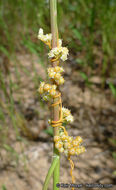 Cuscuta pentagona var. calycina Engelm.的圖片