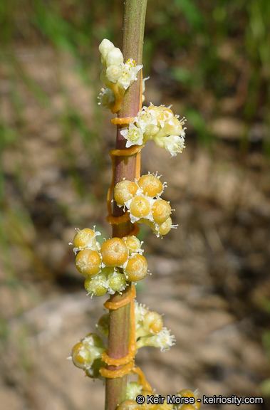 Cuscuta pentagona var. calycina Engelm.的圖片