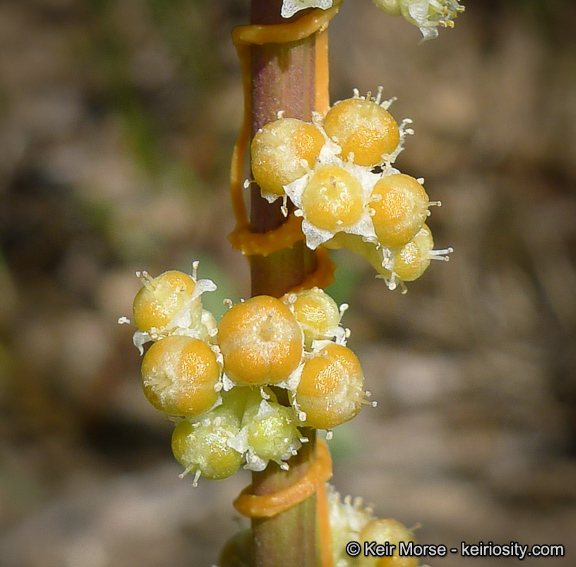 Cuscuta pentagona var. calycina Engelm.的圖片