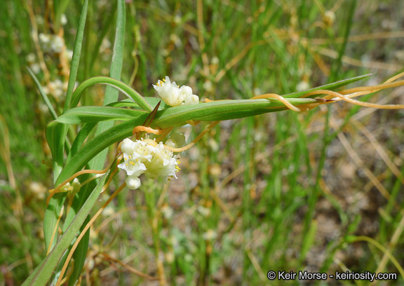 Cuscuta pentagona var. calycina Engelm.的圖片