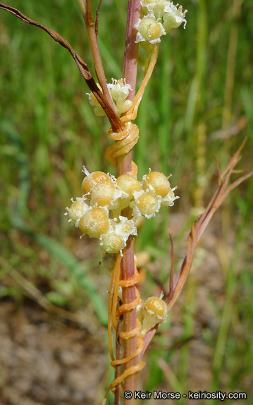 Cuscuta pentagona var. calycina Engelm.的圖片