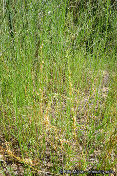 Cuscuta pentagona var. calycina Engelm.的圖片