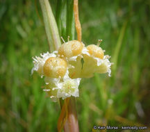 Cuscuta pentagona var. calycina Engelm.的圖片