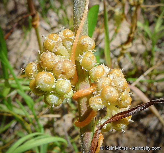 Cuscuta pentagona var. calycina Engelm.的圖片