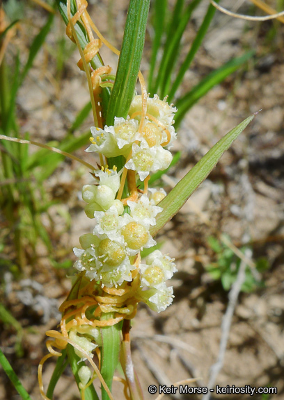 Cuscuta pentagona var. calycina Engelm.的圖片