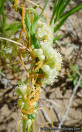 Cuscuta pentagona var. calycina Engelm.的圖片