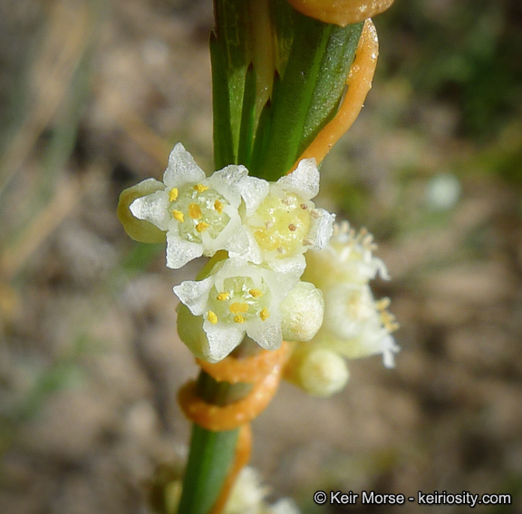 Cuscuta pentagona var. calycina Engelm.的圖片