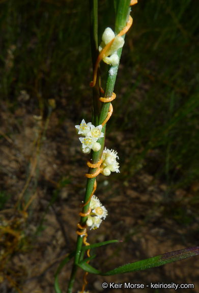 Cuscuta pentagona var. calycina Engelm.的圖片