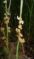 Cuscuta pentagona var. calycina Engelm.的圖片