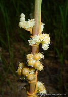 Cuscuta pentagona var. calycina Engelm.的圖片