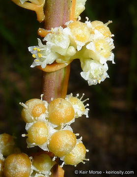 Cuscuta pentagona var. calycina Engelm.的圖片