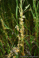 Cuscuta pentagona var. calycina Engelm.的圖片