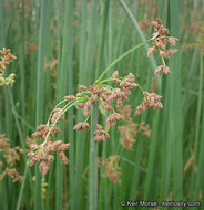 Plancia ëd Schoenoplectus californicus (C. A. Mey.) Soják