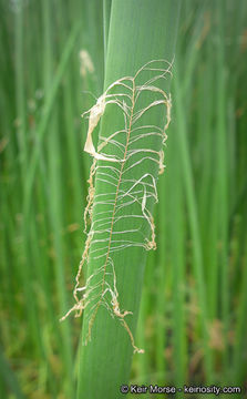 Image of California bulrush