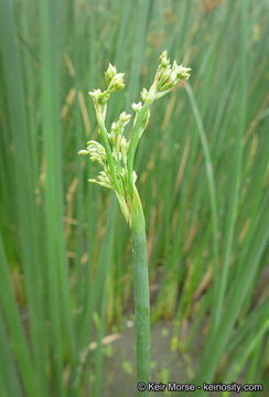 Слика од Schoenoplectus californicus (C. A. Mey.) Soják