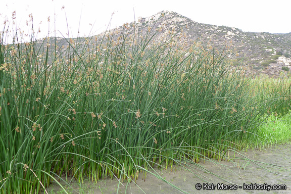 Image of California bulrush