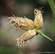 Image of cosmopolitan bulrush