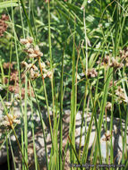 Image of cosmopolitan bulrush