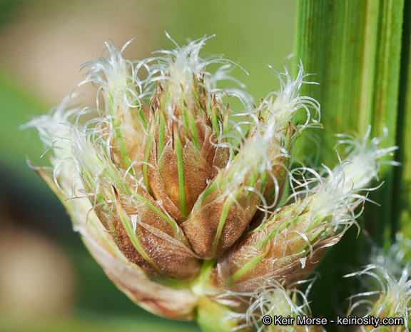 Image of cosmopolitan bulrush