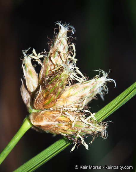 Imagem de Bolboschoenus maritimus subsp. paludosus (A. Nelson) T. Koyama