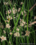 Imagem de Bolboschoenus maritimus subsp. paludosus (A. Nelson) T. Koyama