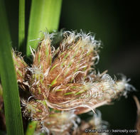 Imagem de Bolboschoenus maritimus subsp. paludosus (A. Nelson) T. Koyama