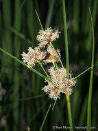 Image of cosmopolitan bulrush