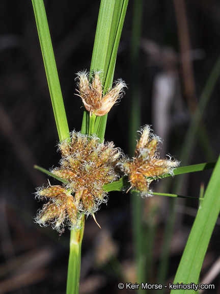 Image of cosmopolitan bulrush