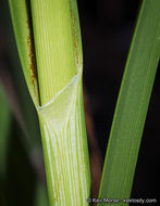 Image of cosmopolitan bulrush