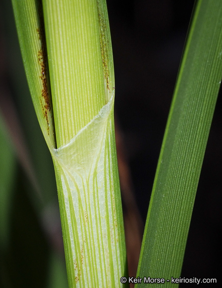 Image of cosmopolitan bulrush