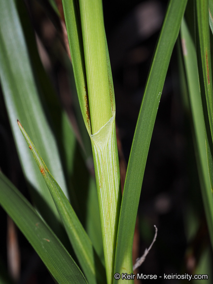 Image of cosmopolitan bulrush