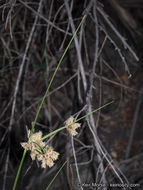 Imagem de Bolboschoenus maritimus subsp. paludosus (A. Nelson) T. Koyama