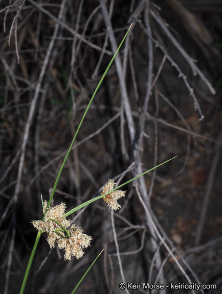 Image of cosmopolitan bulrush