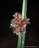 Image of American bulrush