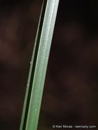 Image of American bulrush