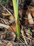 Plancia ëd Schoenoplectus americanus (Pers.) Volkart