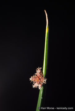 Image of American bulrush