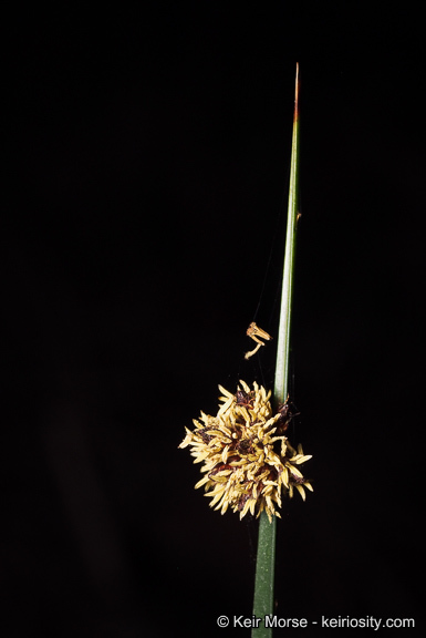 Image of American bulrush