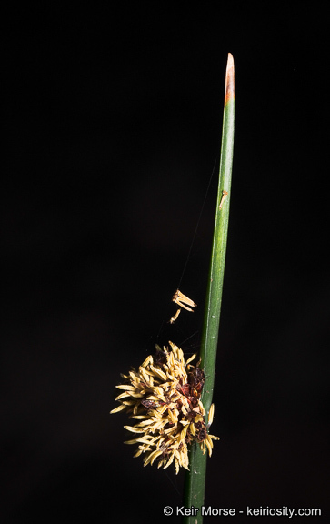 Image of American bulrush