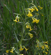 صورة Lithospermum multiflorum S. Wats.